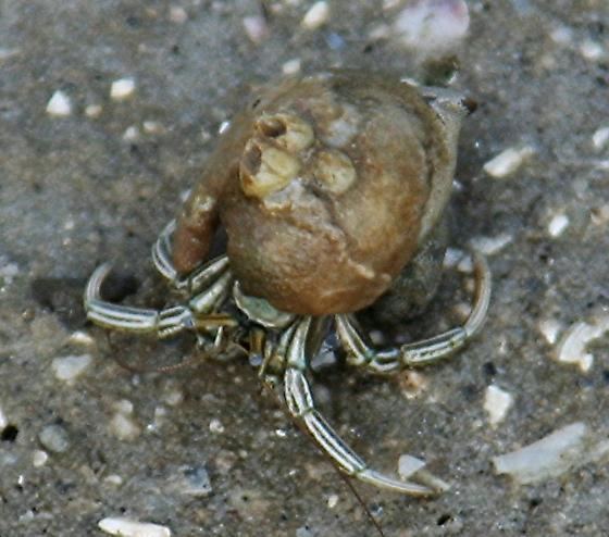 Thinstripe hermit crab Thinstripe Hermit Crab Clibanarius vittatus Clibanarius vittatus