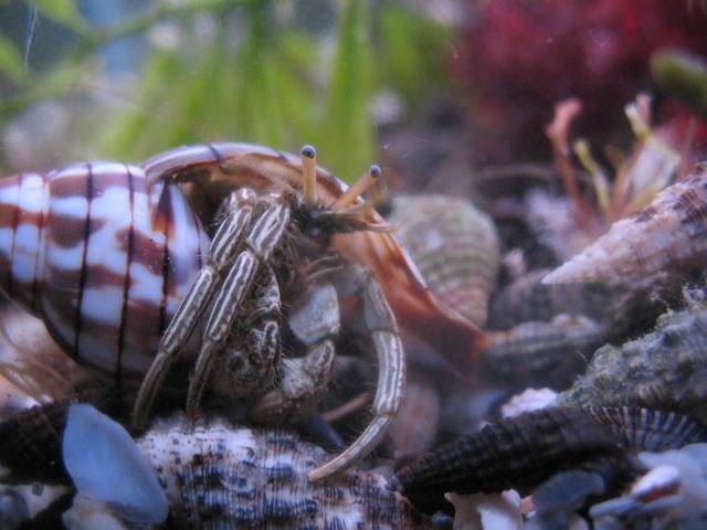 Thinstripe hermit crab Thin Stripe Hermit Crab is it abnormal Reef Central Online Community