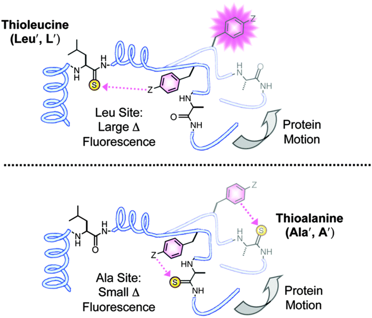 Thioamide On the use of thioamides as fluorescence quenching probes for