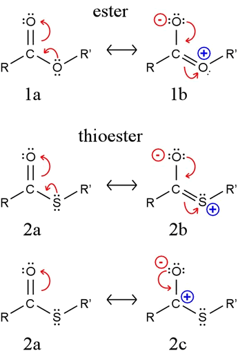 Thioester CHEM 440 Thioesters