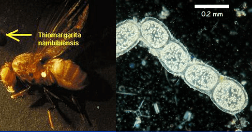 On the left, Thiomargarita namibiensis is about the same size as the head of a fruit fly. On the right is the morphology of Thiomargarita namibiensis