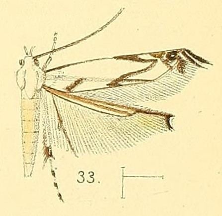 Thiotricha tenuis