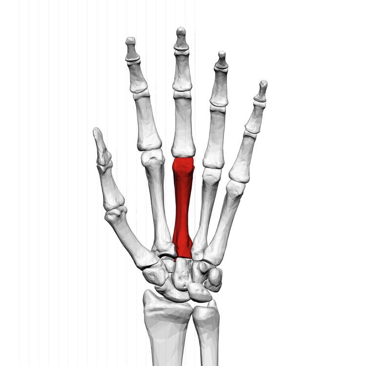 Third metacarpal bone