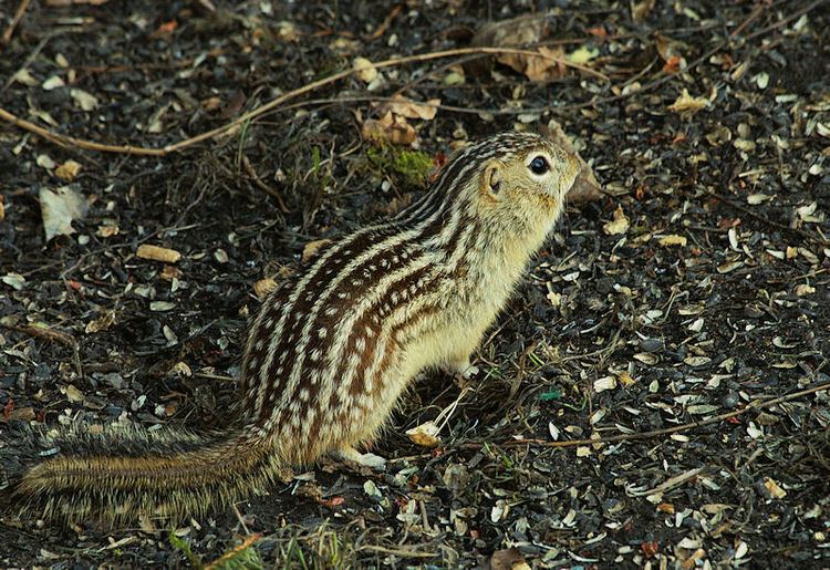 Thirteen-lined ground squirrel Thirteenlined ground squirrel Wikipedia