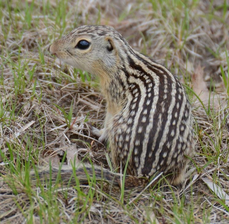 Thirteen-lined ground squirrel ThirteenLined Ground Squirrel