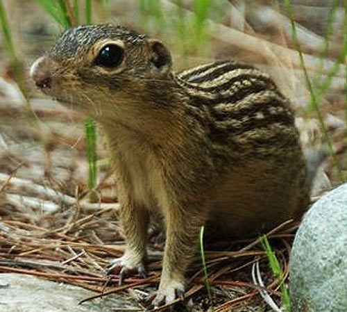 Thirteen-lined ground squirrel ThirteenLined Ground Squirrel Animal Pictures and Facts FactZoocom