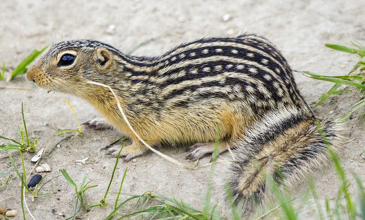 Thirteen-lined ground squirrel wwwbirdscalgarycomwpcontentuploads201306Th