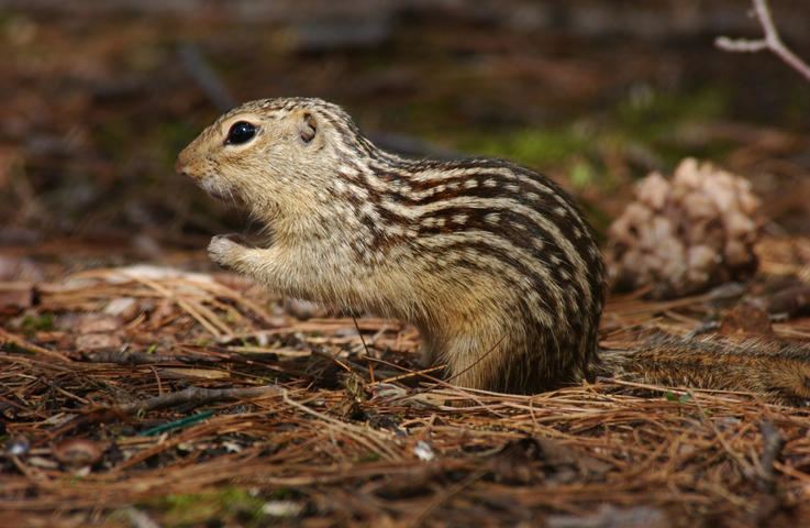 Thirteen-lined ground squirrel Ictidomys tridecemlineatus Thirteenlined ground squirrel