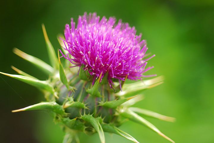 Thistle Milk Thistle For Breastfeeding All You Need To Know