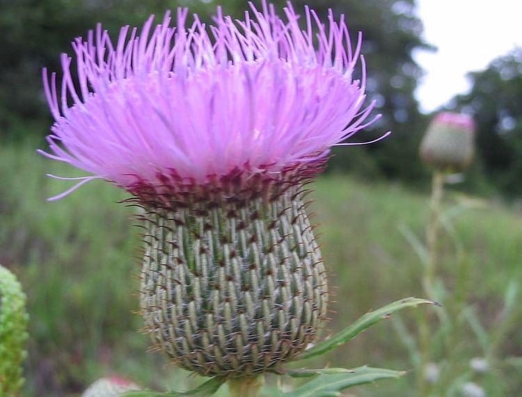 Thistle How to Manage Invasive Thistle and Improve Your Soil