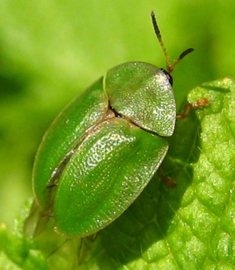Thistle tortoise beetle Thistle Tortoise Beetle What39s That Bug
