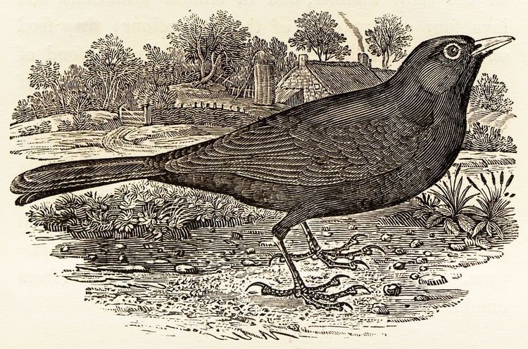 Thomas Bewick FileBlackbird by Thomas Bewickjpg Wikimedia Commons