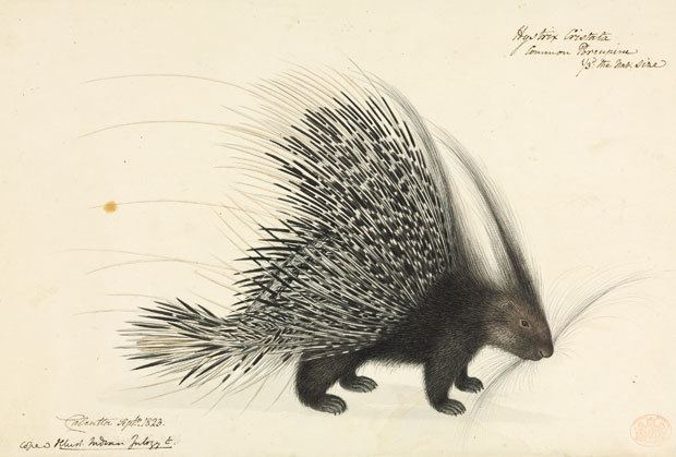 Thomas Hardwicke Thomas Hardwicke Porcupine From Illustrations of Indian Zoology