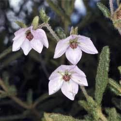 Thomasia Thomasia petalocalyx Growing Native Plants