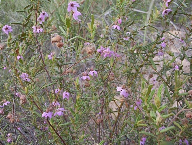 Thomasia Thomasia petalocalyx Paper Flower Mallee Native Plants