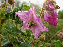 Thomasia grandiflora httpsuploadwikimediaorgwikipediacommonsthu