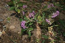 Thomasia purpurea httpsuploadwikimediaorgwikipediacommonsthu