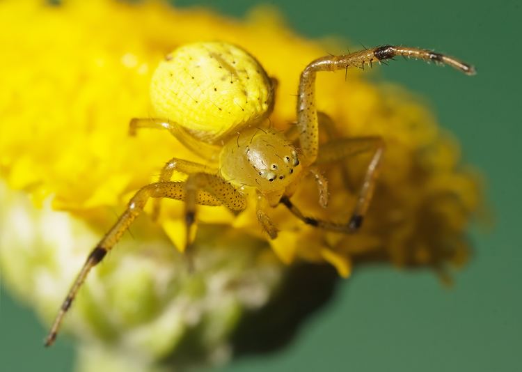 Thomisidae FileThomisidae spjpg Wikimedia Commons