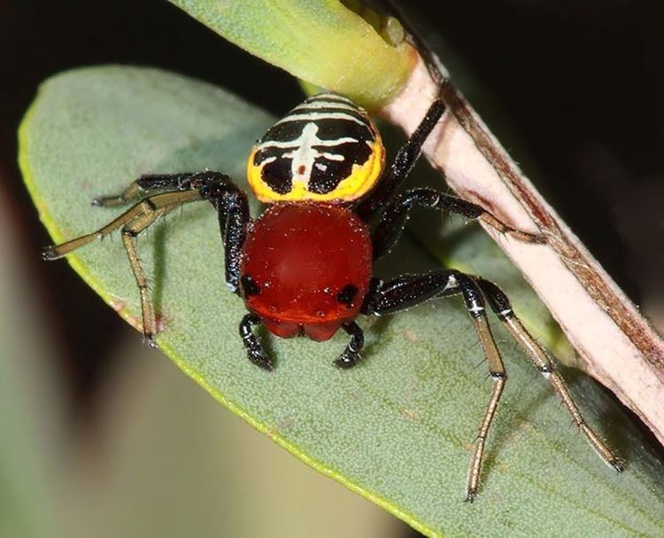 Thomisidae Thomisidae Crab Spiders Thomisidae Camaricus nigrotesselatus