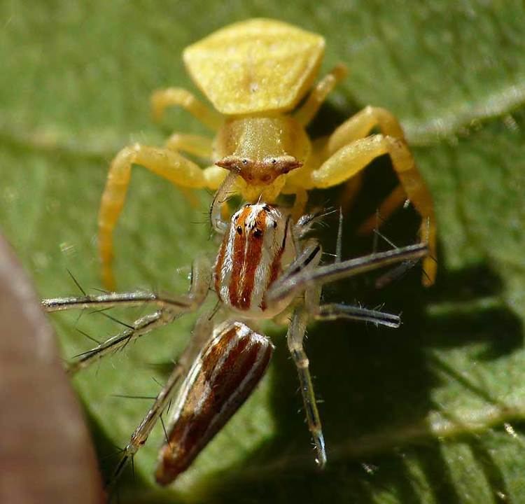 Thomisus Thomisus spectabilis Doleschall 1859 Spectacular Crab Spider