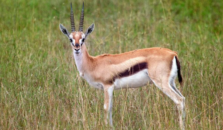 Thomson's gazelle Thomson39s Gazelle Facts Diet amp Habitat Information