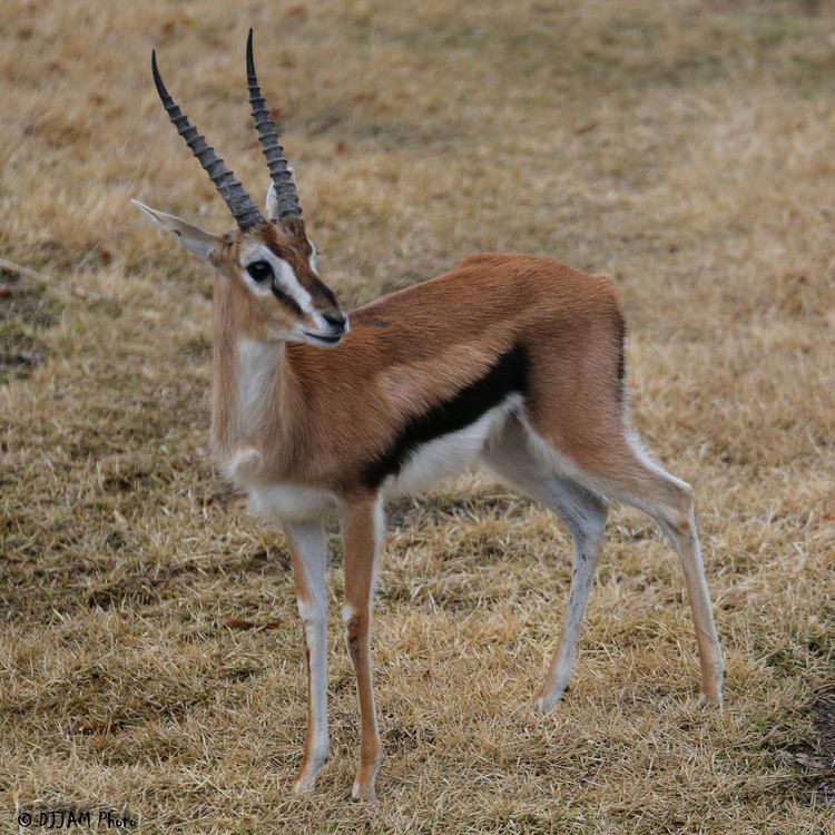 Thomson's gazelle Thomson39s Gazelle The Cincinnati Zoo amp Botanical Garden