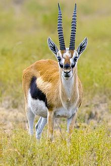 Thomson's gazelle httpsuploadwikimediaorgwikipediacommonsthu