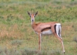 Thomson's gazelle Thomson39s Gazelle African Wildlife Foundation