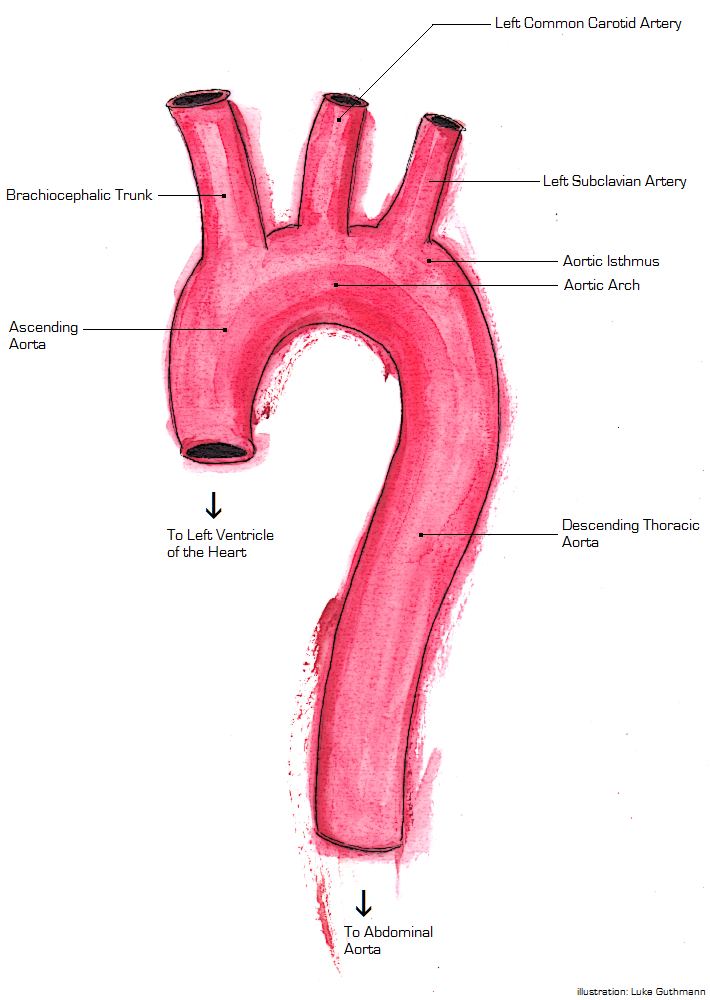 Thoracic aorta injury