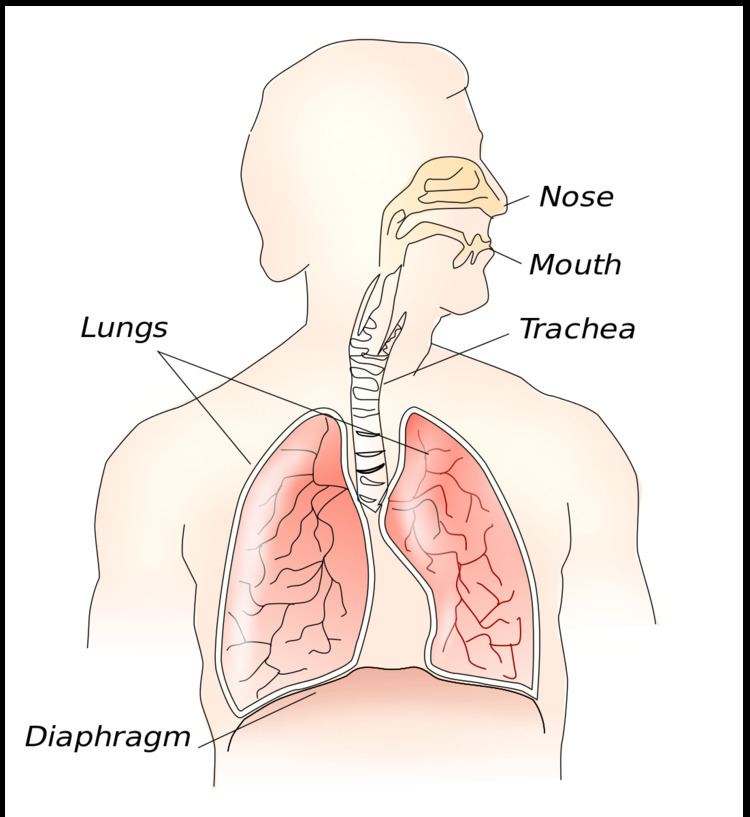 Thoracic diaphragm