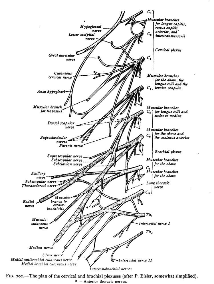Thoracic spinal nerve 1