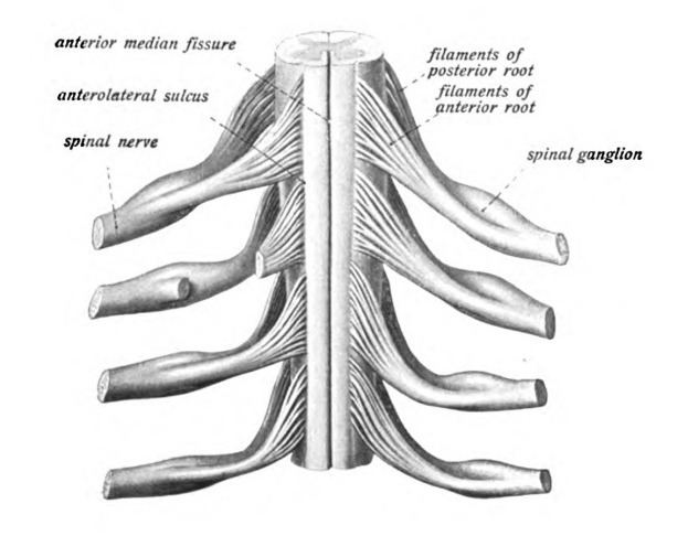 Thoracic spinal nerve 3