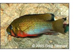Thoracochromis Thoracochromis brauschi