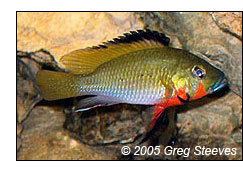 Thoracochromis Thoracochromis brauschi