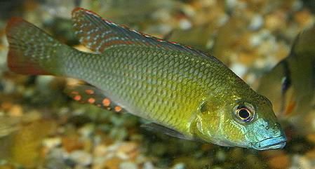 Thoracochromis 