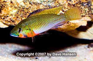 Thoracochromis AfricanCichlidsnet Videos Thoracochromis brauschi
