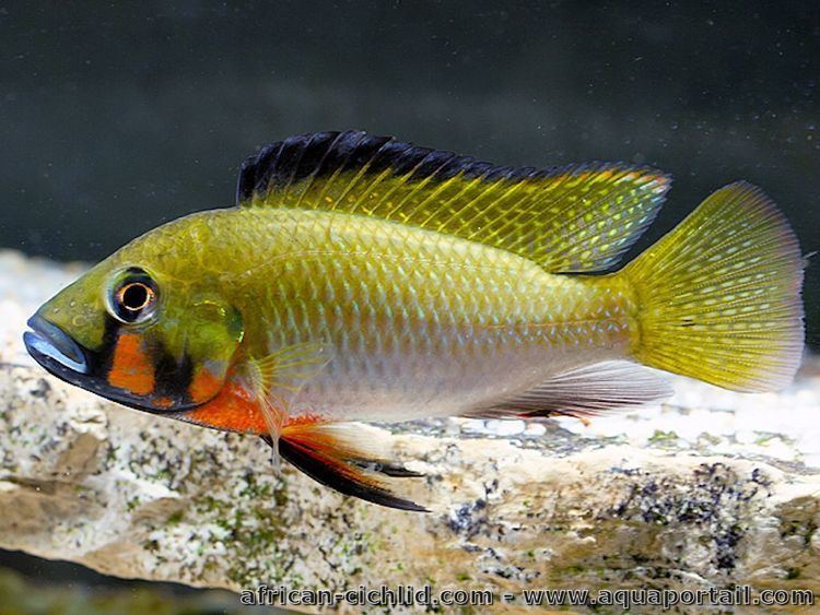 Thoracochromis brauschi httpssmediacacheak0pinimgcomoriginals61