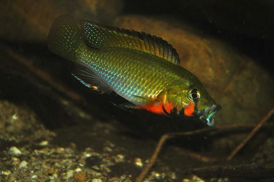 Thoracochromis brauschi 78 Best images about Lake Victoria and other African chiclid on