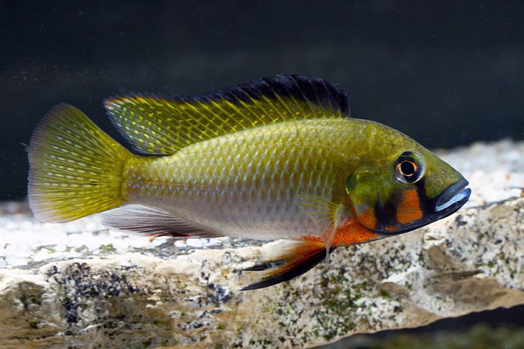 Thoracochromis brauschi Brauschi1921jpg