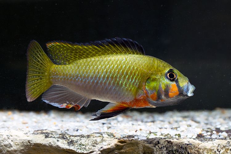 Thoracochromis View topic Thoracochromis brauschi