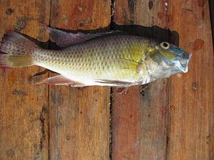 Thoracochromis Thoracochromis Wikipedia