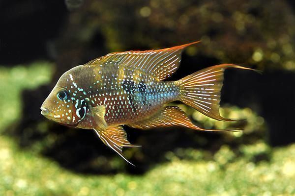 Thorichthys Tropical Fish Findercouk The ultimate UK fish keeping resource