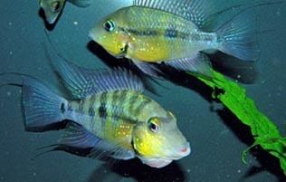 Thorichthys Badmans Tropical Fish Page for all the tropical fish care