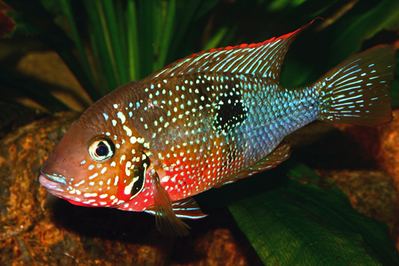 Thorichthys Thorichthys maculipinnis A Sensational Cichlid from Mexico