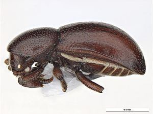 Thorictinae httpsuploadwikimediaorgwikipediacommonsthu