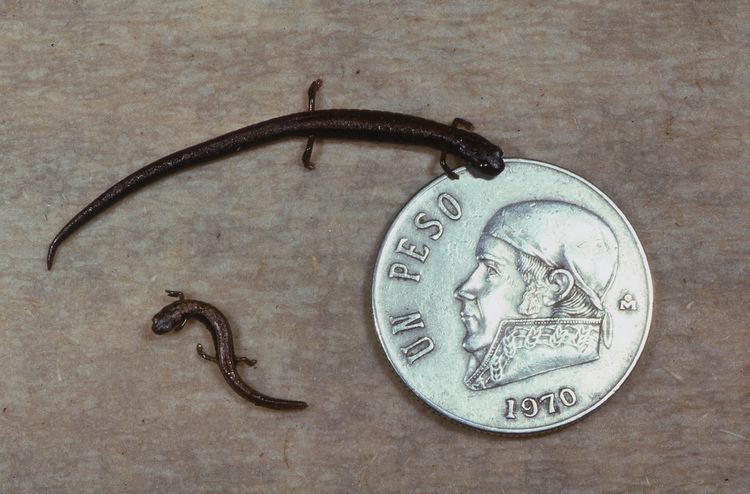 Thorius 3 Tiny Salamander Species Found Each Smaller Than a Coin