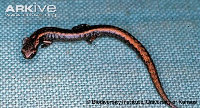 Thorius Minute salamander videos photos and facts Thorius narismagnus