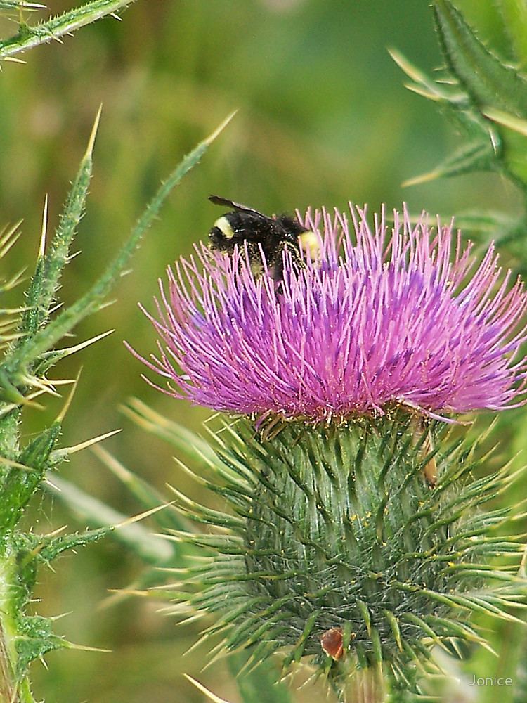 Thorn Flower Bee And The Thorn Flowerquot by Jonice Redbubble