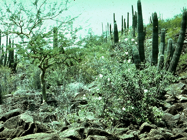 A forest surrounded by cactuses, shrubs, and ornamentals.