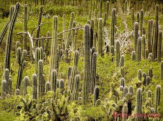 A forest with cactuses ang grasses.